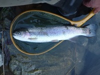 秩父フライフィールド 釣果