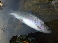 秩父フライフィールド 釣果