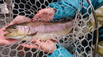 フィッシング サンクチュアリ 釣果