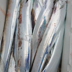 シースナイパー海龍 釣果