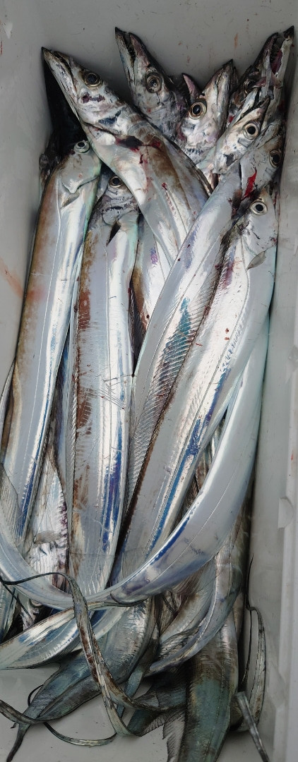 シースナイパー海龍 釣果