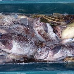 小樽港遊漁船ＳＨＡＫＥ 釣果