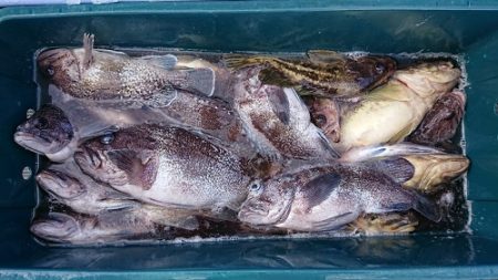 小樽港遊漁船ＳＨＡＫＥ 釣果