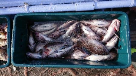 小樽港遊漁船ＳＨＡＫＥ 釣果