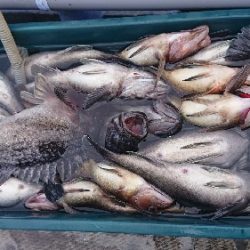 小樽港遊漁船ＳＨＡＫＥ 釣果