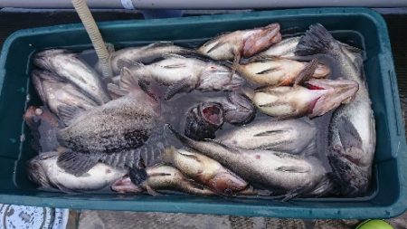 小樽港遊漁船ＳＨＡＫＥ 釣果