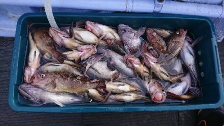 小樽港遊漁船ＳＨＡＫＥ 釣果