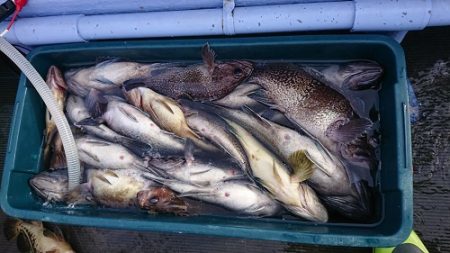 小樽港遊漁船ＳＨＡＫＥ 釣果