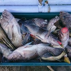 小樽港遊漁船SHAKE 釣果