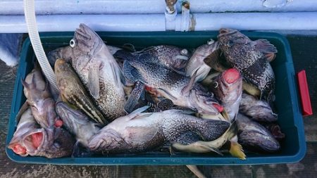 小樽港遊漁船SHAKE 釣果