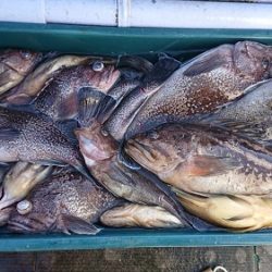 小樽港遊漁船SHAKE 釣果