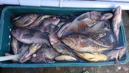 小樽港遊漁船SHAKE 釣果