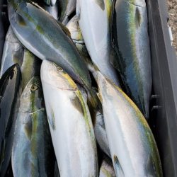 LUSTER『ラスター』 釣果