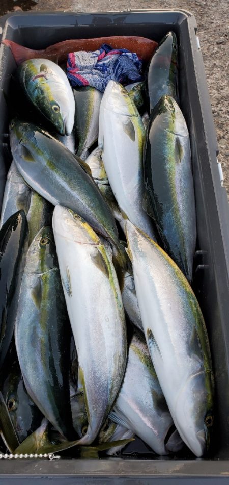 LUSTER『ラスター』 釣果