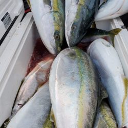 LUSTER『ラスター』 釣果