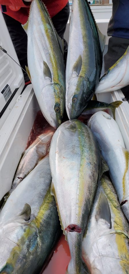 LUSTER『ラスター』 釣果