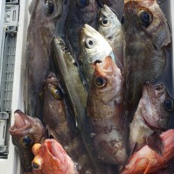 海龍丸（石川） 釣果