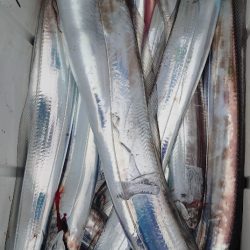 シースナイパー海龍 釣果