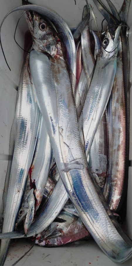 シースナイパー海龍 釣果