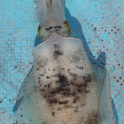 シースナイパー海龍 釣果