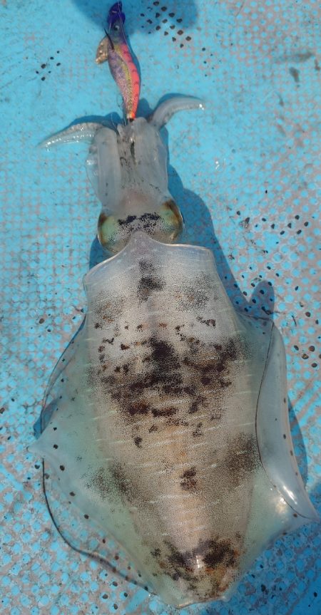 シースナイパー海龍 釣果