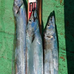 金沢八景鴨下丸 釣果