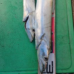 金沢八景鴨下丸 釣果