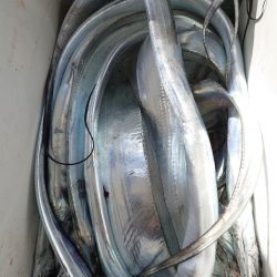 シースナイパー海龍 釣果