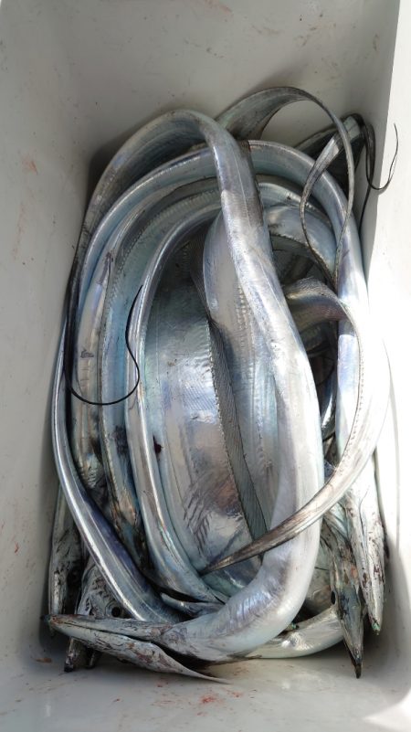 シースナイパー海龍 釣果