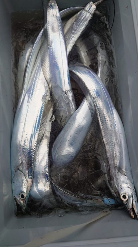 シースナイパー海龍 釣果