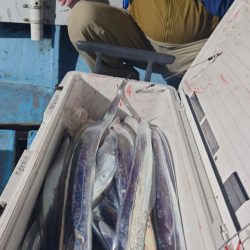 シースナイパー海龍 釣果