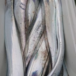 金沢八景鴨下丸 釣果