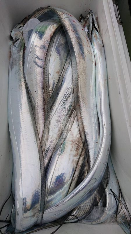 金沢八景鴨下丸 釣果