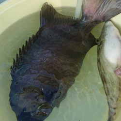 金沢八景鴨下丸 釣果