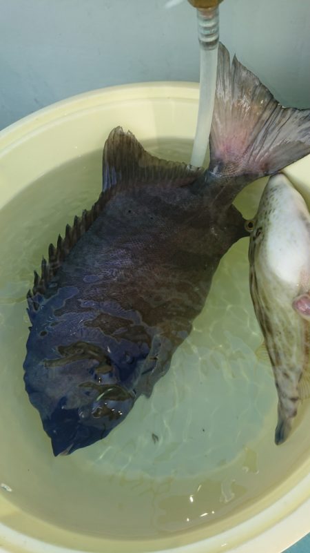 金沢八景鴨下丸 釣果