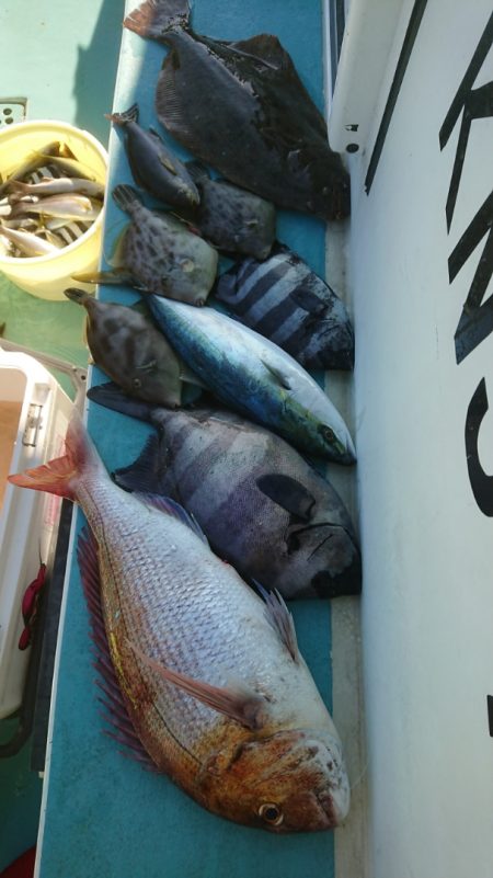 金沢八景鴨下丸 釣果