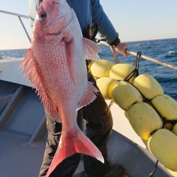 だて丸 釣果