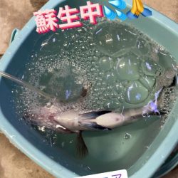進誠丸 釣果