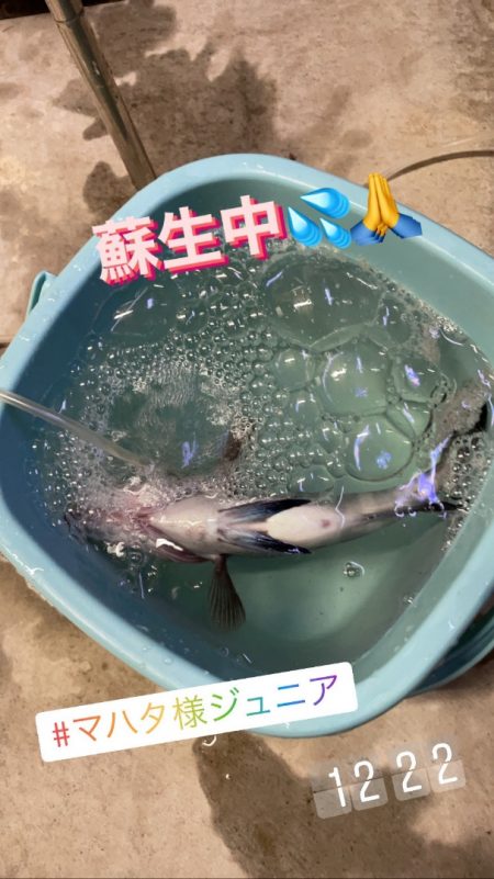 進誠丸 釣果