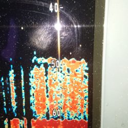 金沢八景鴨下丸 釣果