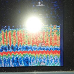 金沢八景鴨下丸 釣果