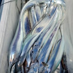 シースナイパー海龍 釣果