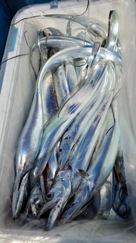 シースナイパー海龍 釣果