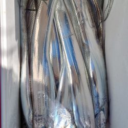 シースナイパー海龍 釣果