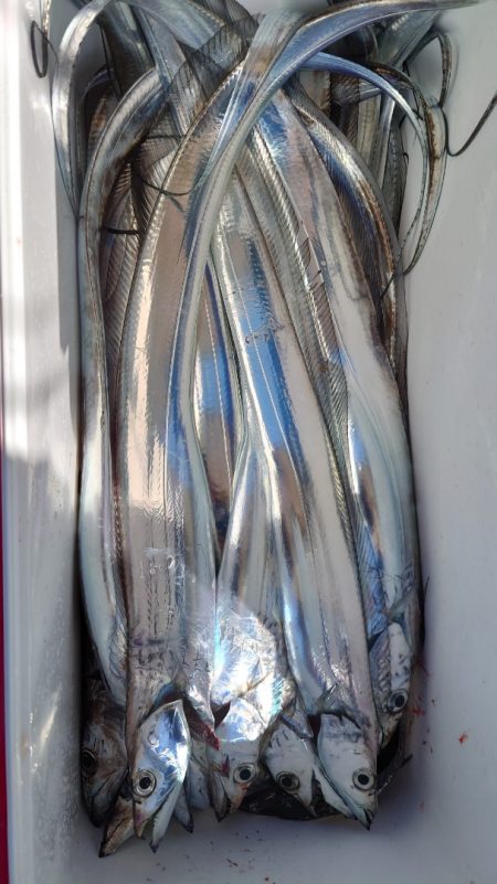 シースナイパー海龍 釣果