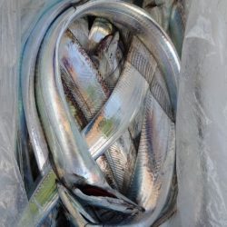 シースナイパー海龍 釣果