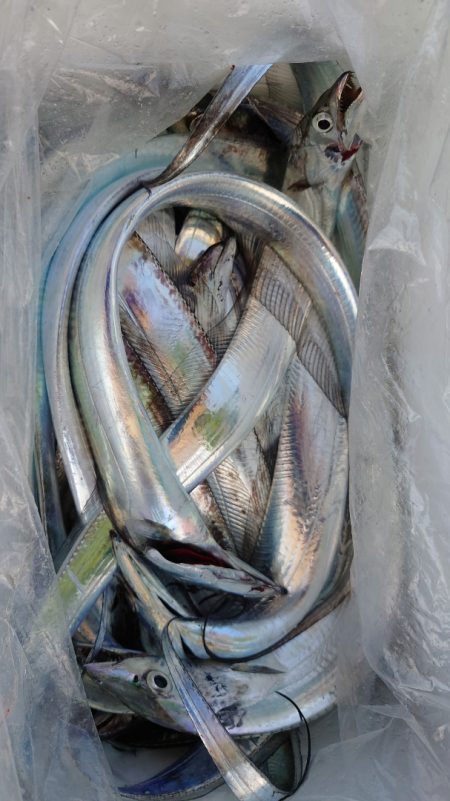 シースナイパー海龍 釣果