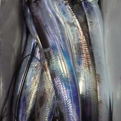 シースナイパー海龍 釣果