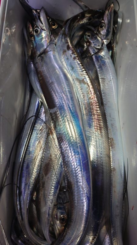 シースナイパー海龍 釣果