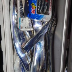 シースナイパー海龍 釣果